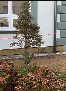 Kamenný obklad soklu budovy Základní školy Valdice